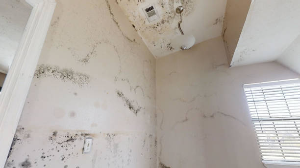 Best Airborne Mold Testing  in Zephyrhills North, FL
