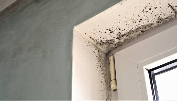 Trusted Zephyrhills North, FL Mold Removal Experts