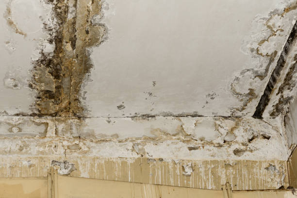 Best Emergency Mold Remediation  in Zephyrhills North, FL