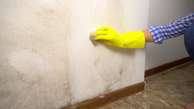 Mold Documentation for Insurance Claims in Zephyrhills North, FL