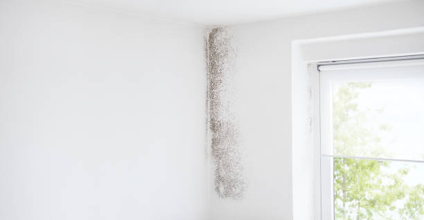 Best Mold Damage Restoration  in Zephyrhills North, FL