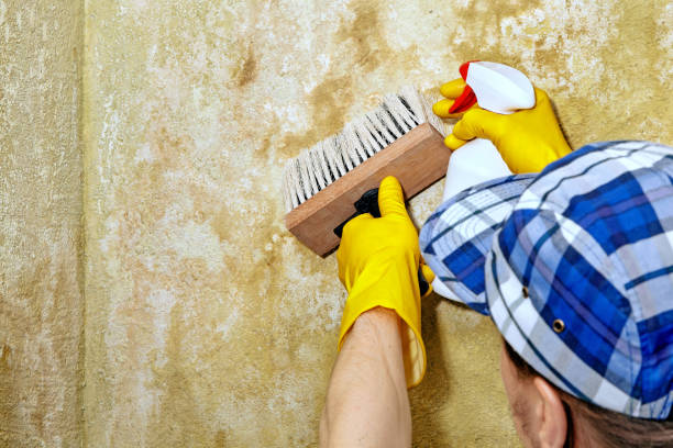 Best Indoor Air Quality Assessment  in Zephyrhills North, FL