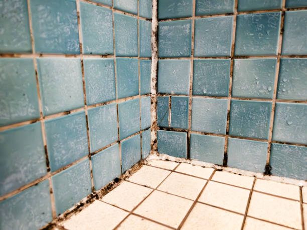 Best Forensic Mold Investigation  in Zephyrhills North, FL