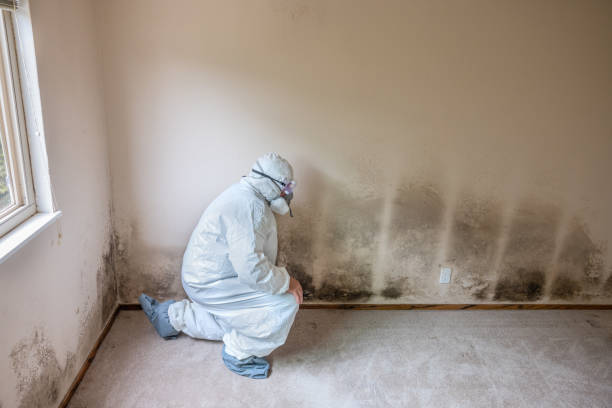 Best Airborne Mold Testing  in Zephyrhills North, FL
