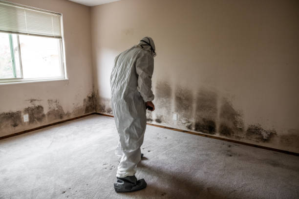Mold Remediation for Rental Properties in Zephyrhills North, FL