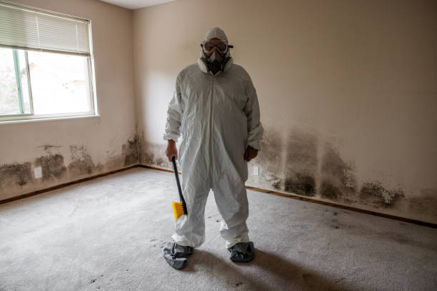 Best Attic Mold Removal  in Zephyrhills North, FL