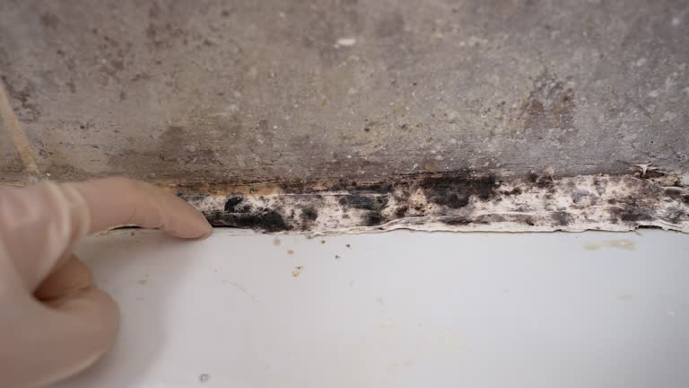 Best Mold Documentation for Insurance Claims  in Zephyrhills North, FL